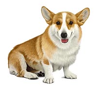 W.Corgi  R[M[@̃ACXg